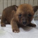 관악동물종합병원 이미지