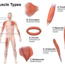 포에프 트레이닝 이미지