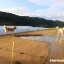 행복한 산책 이미지