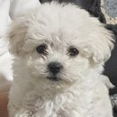 강아지 이모 이미지