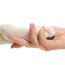 고려종합동물병원 이미지