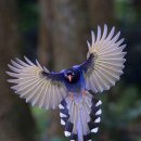 Taiwan blue magpie 이미지