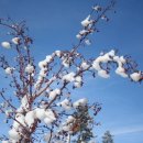 대명비발디파크 이미지