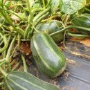 꽃뜨락민박 이미지