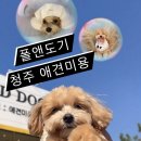 폴앤도기 | 청주 애견미용 복대동 애견유치원 폴앤도기 미용후기