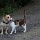 멍멍이를 부탁해 이미지