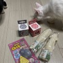 냥앤도그 이미지