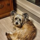 영종H동물의료센터 이미지