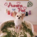 오로라펫 이미지