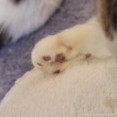 청춘 고양이 카페 네이버블로그