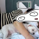 카카몽 애견미용실 | [충청도애견동반숙소·프리독]내돈내산 여름휴가 논산애견펜션♬