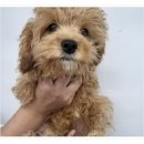 컴투펫 위탁보호센터 인천점 이미지