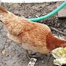 뽑아브러 이미지