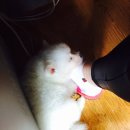 호동이PC 이미지