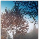 안개로가로수 이미지