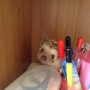 수완종합 동물병원 이미지