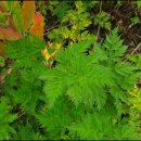 천구농장 이미지