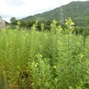 산내음농장 이미지