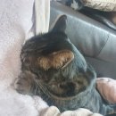 클로버 하우스 이미지