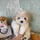 글로리 폭스 꼬똥 이미지