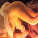 [◐관련사진◑] 태아의 여정 (임신1개월~10개월) 이미지