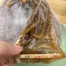[경북 울릉도] 저동항 딸셋집 특산품직판장 울릉도 오징어 저동커피 호박 먹물 아이스크림