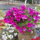 꾸지나무골 행복한 하우스 이미지