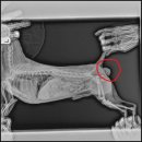 바우동물병원 이미지