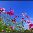 마음의 고향 이미지