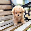 우리들애견 이미지