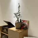 데일리레코드(daily record) | 경산 영남대 카페 구움 디저트가 한가득 있는 데일리 레코드