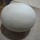 주홍농장 이미지