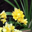 [식물 이야기] 프리지어-'입학식 꽃다발'로 유명하대요 이미지