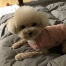 다다다펫그루밍 이미지