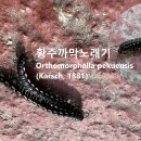 황주까막노래기 이미지