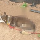 내가 쏜 닭 이미지