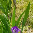 금장초등학교 이미지