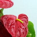 감성 더하기 라탄 소품 이미지