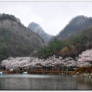 [진안]마이산 벚꽃의 백미, 탑영제 주변 이미지