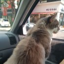 땡큐멍냥 이미지