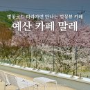 가야산로 | 예산 덕산 가볼만한곳 리솜스파캐슬 근처 벚꽃뷰 카페 말레