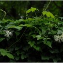 하늘타리 이미지