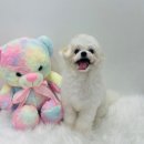 멍멍아 미용하자 이미지