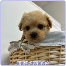 아지양이 펫샵 | 청주 흥덕구강아지분양 믿고 선택할 수 있는 반려견 만남 이야기