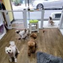 정말귀엽개 이미지