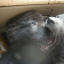 루루애견 이미지