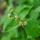 상학초교 이미지