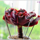 햇님세탁소 이미지