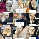 퍼피블러썸