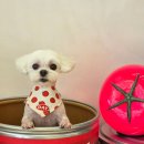 알로하펫 이미지